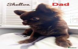 Chihuahua dogs for sale: Long hair tri chocolate apple head chihuahuas  - Advert 14