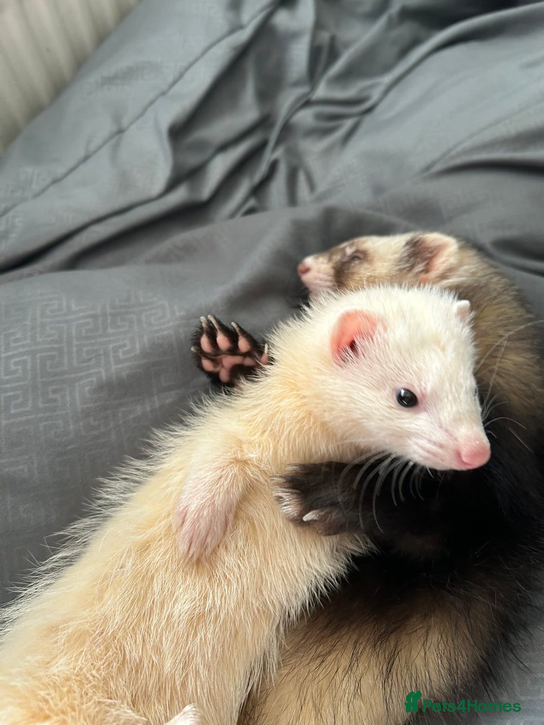 Ferret rodents for sale: bonded ferrets   - Advert 4