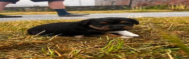 Patterjack 1