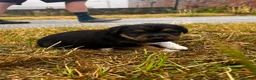Patterjack dogs for sale: Paterjack puppies for sale  - Advert 3