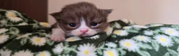 British Shorthair cats for sale: Beautiful British short and longhair kittens 🤎🧸  - Advert 6