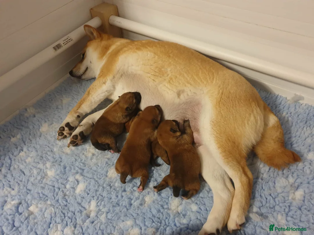 Japanese Shiba Inu dogs for sale: Japanese shiba inu puppies  - Advert 1