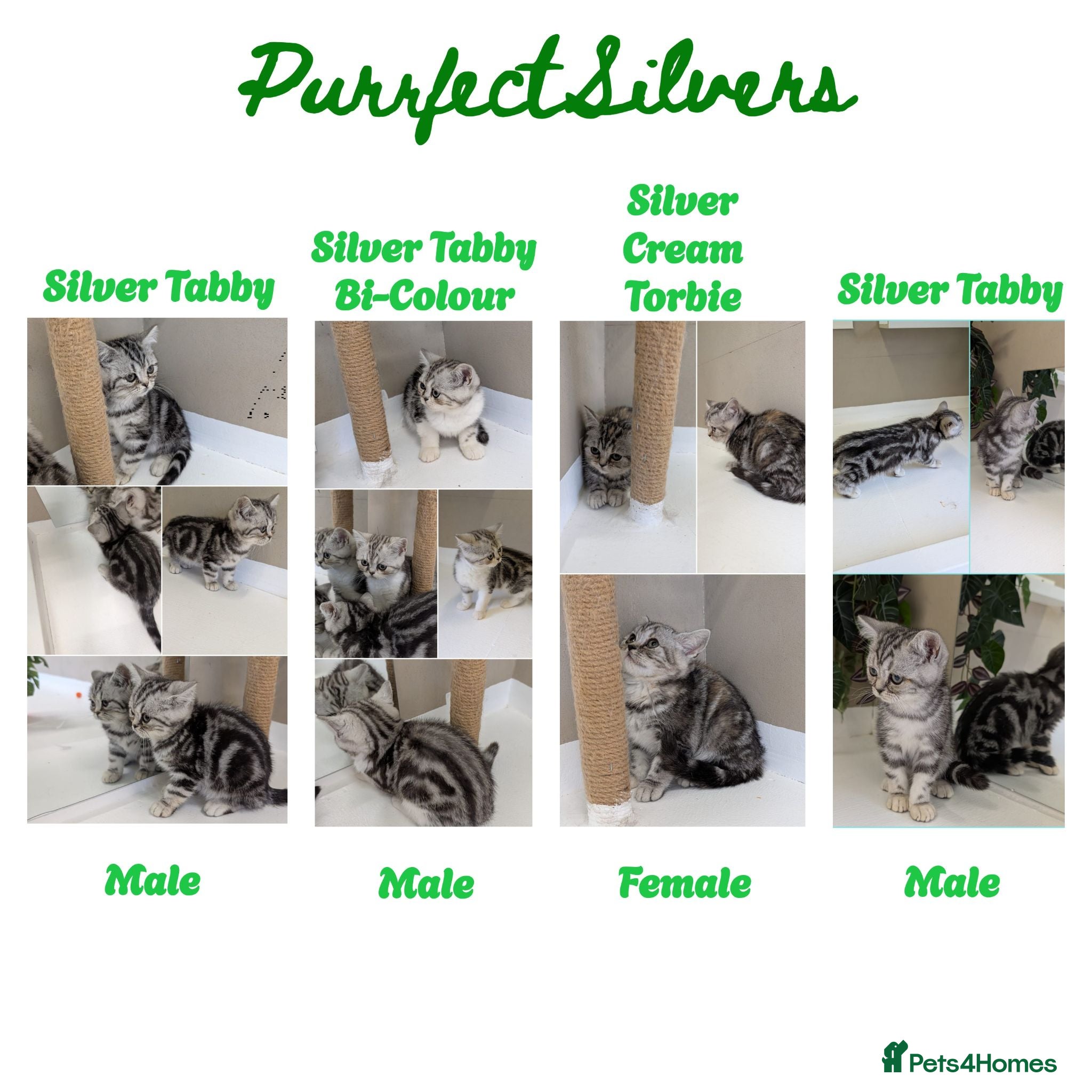 British Shorthair cats 🩷Stunning and Cuddly Pedigree Silver Tabbies🩷 - Advert 2