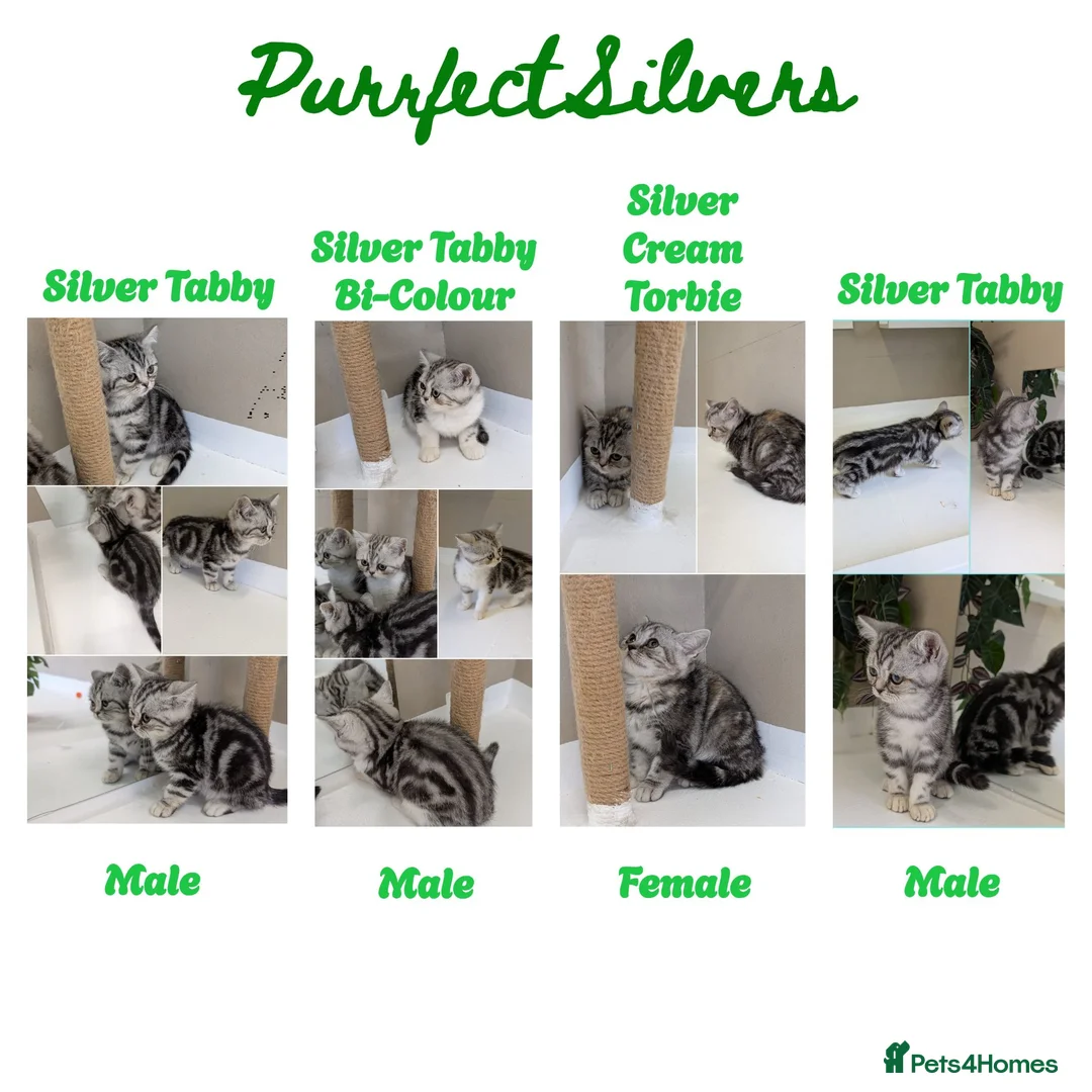 British Shorthair cats for sale: 🩷Stunning and Cuddly Pedigree Silver Tabbies🩷 - Advert 2