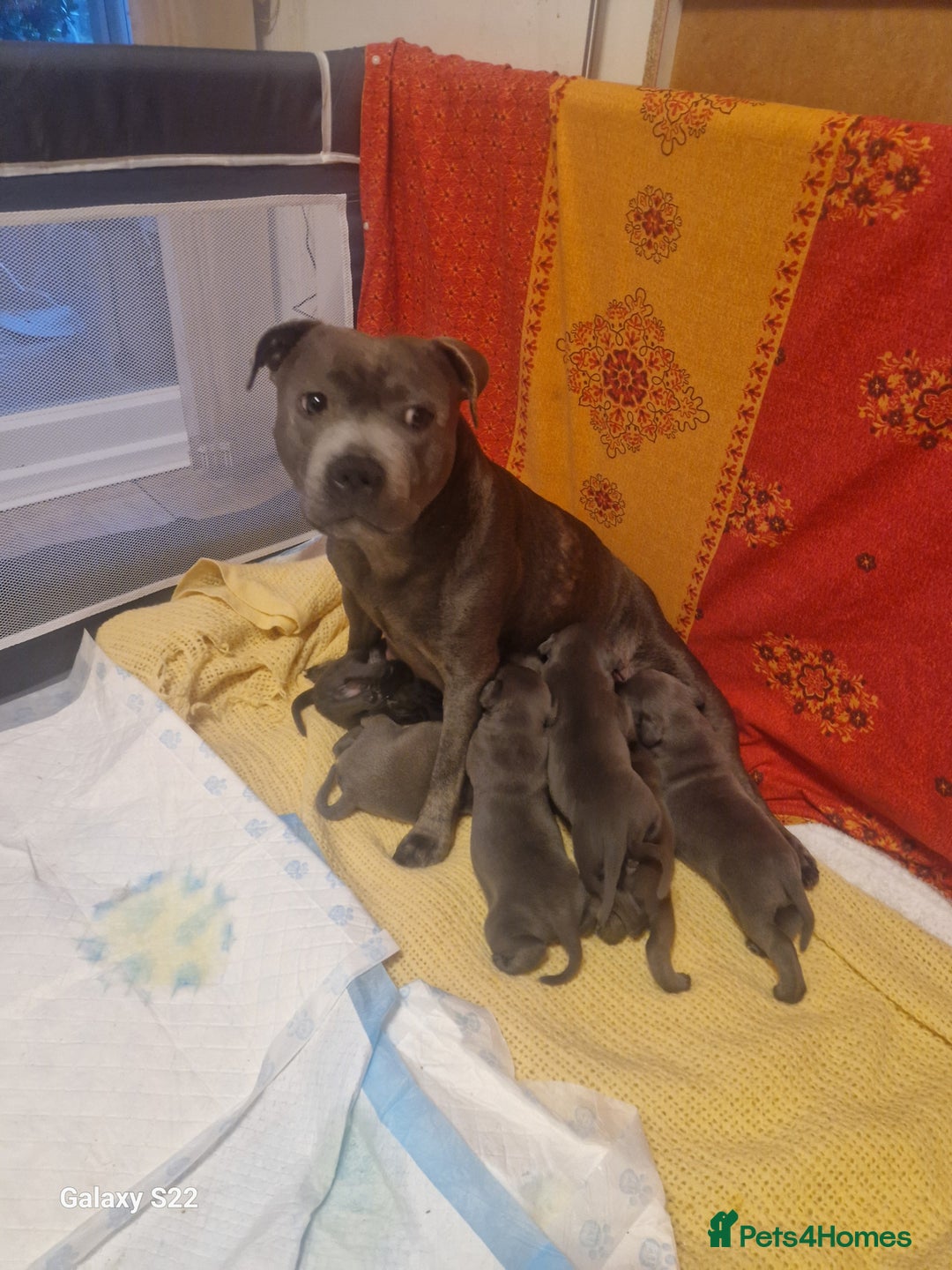 Staffordshire Bull Terrier dogs for sale: PIRO X PHARAON BLUE PUPS - Advert 7