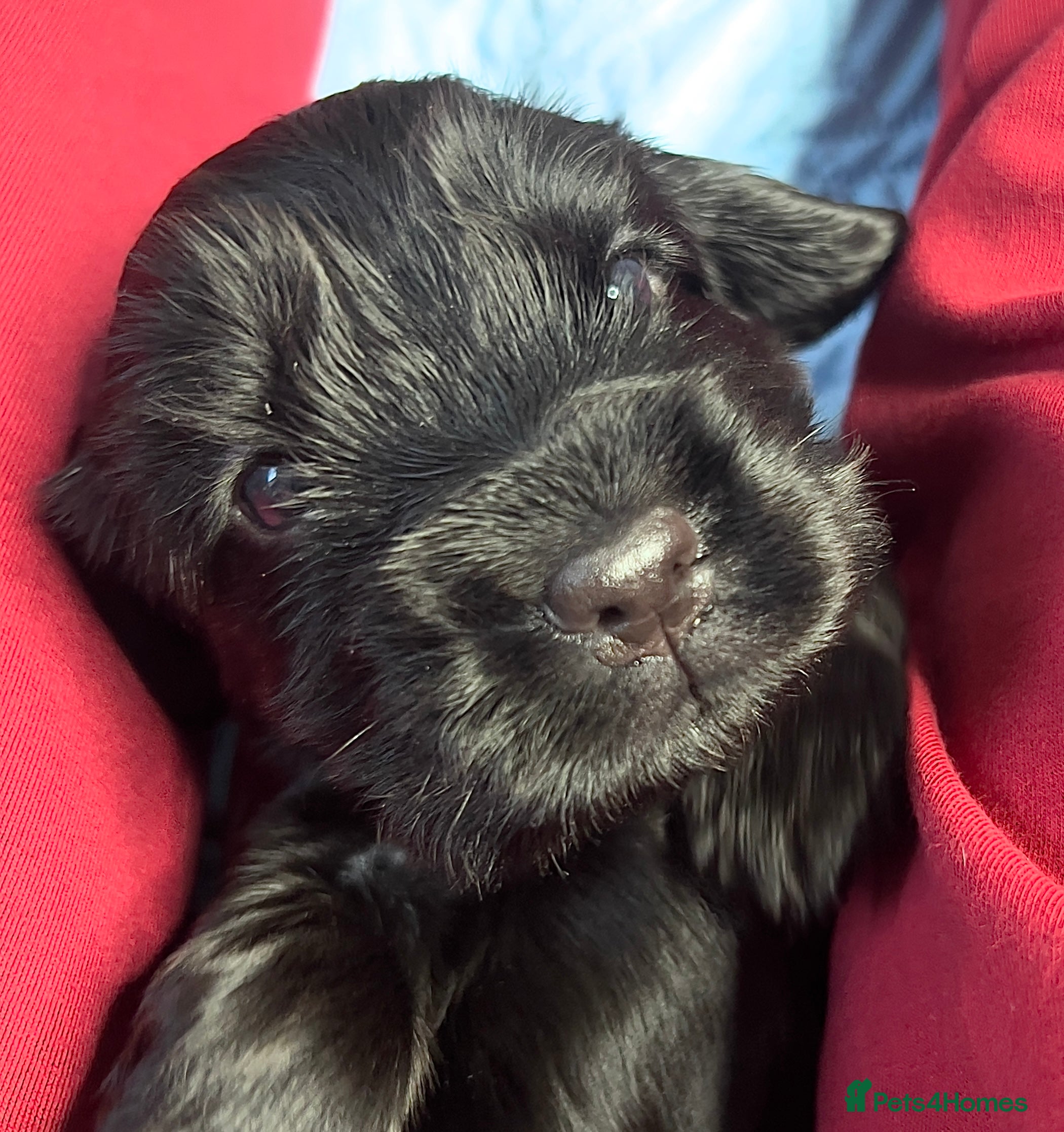 Cocker Spaniel dogs Show-Quality Cocker Spaniel Puppies  - Advert 7