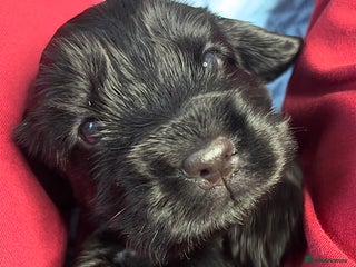 Cocker Spaniel dogs Show-Quality Cocker Spaniel Puppies - Advert 3