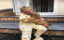 Cavapoo dogs for sale: Beautiful red F1 Cavapoo  - Image 9