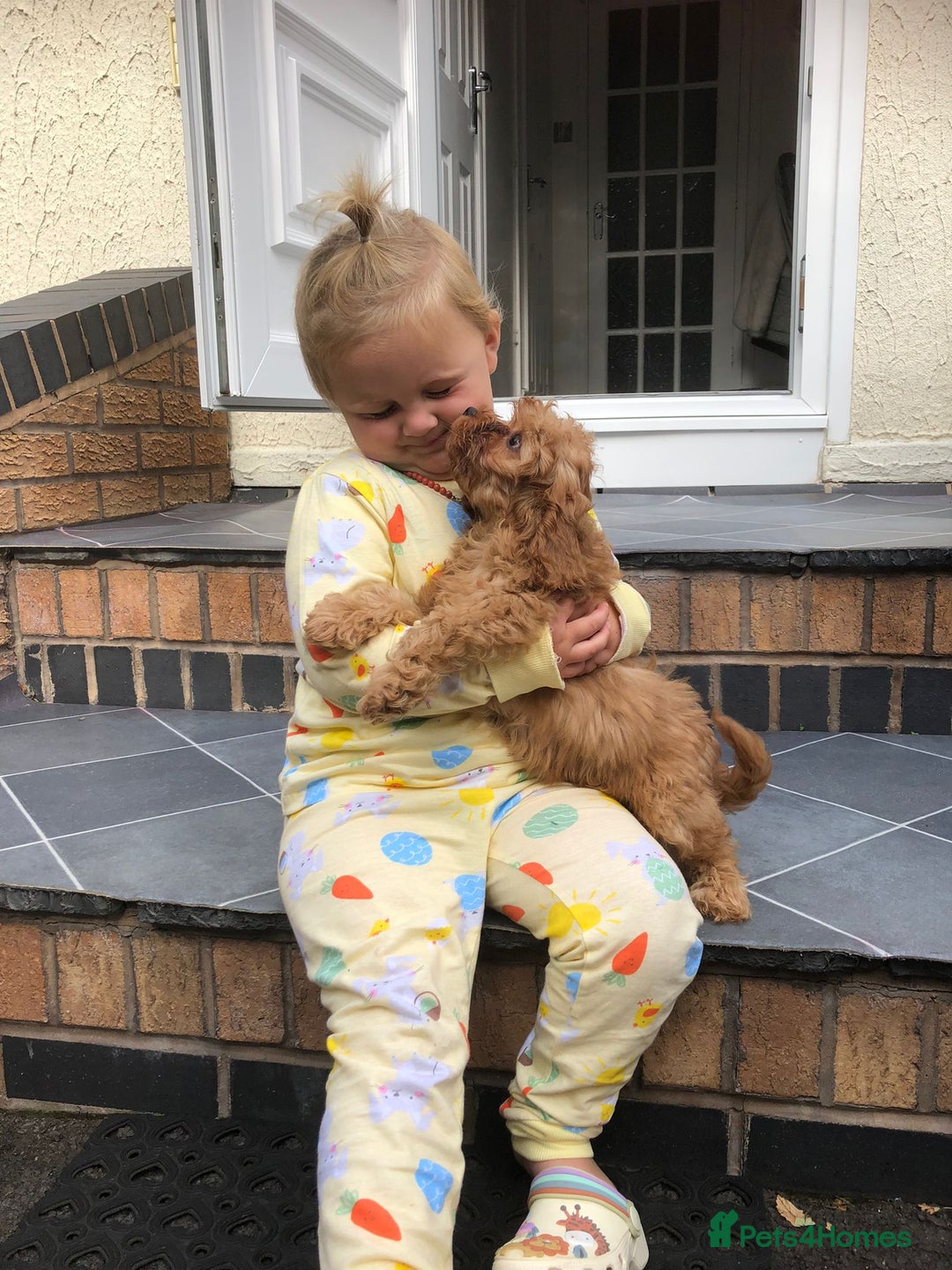 Cavapoo dogs for sale: Beautiful red F1 Cavapoo  - Image 9