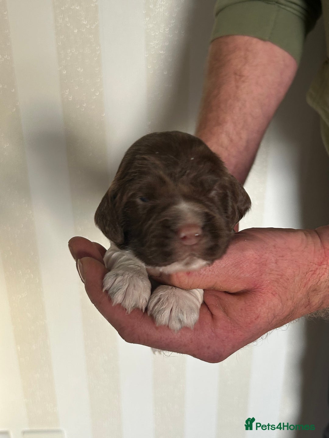 English Springer Spaniel dogs for sale: Gorgeous English Springer Spaniel Puppies - Advert 16