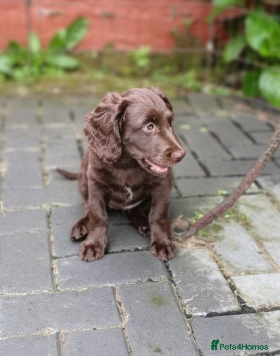Cockapoo dogs Last Chocolate Cockapoo girl looking for home - Advert 4