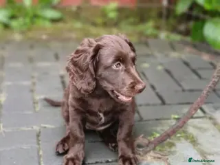 Cockapoo dogs Last Chocolate Cockapoo girl looking for home - Advert 4