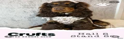 Cocker Spaniel dogs for sale: Stunning cocker spaniels in Doncaster - Advert 14