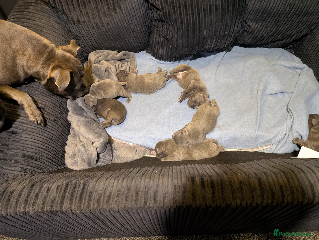 Mixed Breed dogs for sale: 6 blue Frenchie x staffie puppies  in Northampton - Advert 2