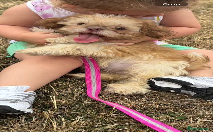 Shih Tzu dogs - Advert 1