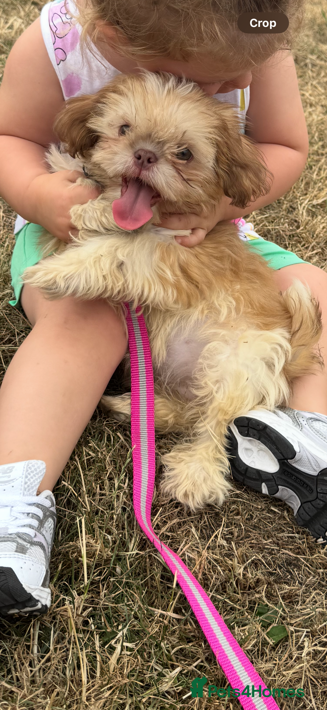 Shih Tzu dogs for sale: Puppy for sale  - Image 1