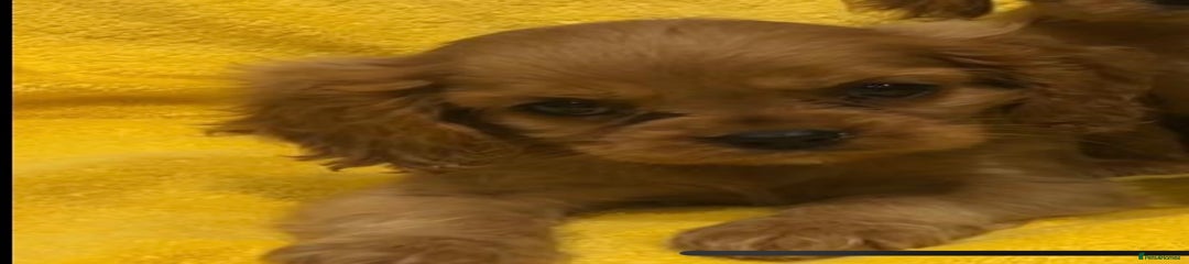 Cavalier King Charles Spaniel Puppy 1