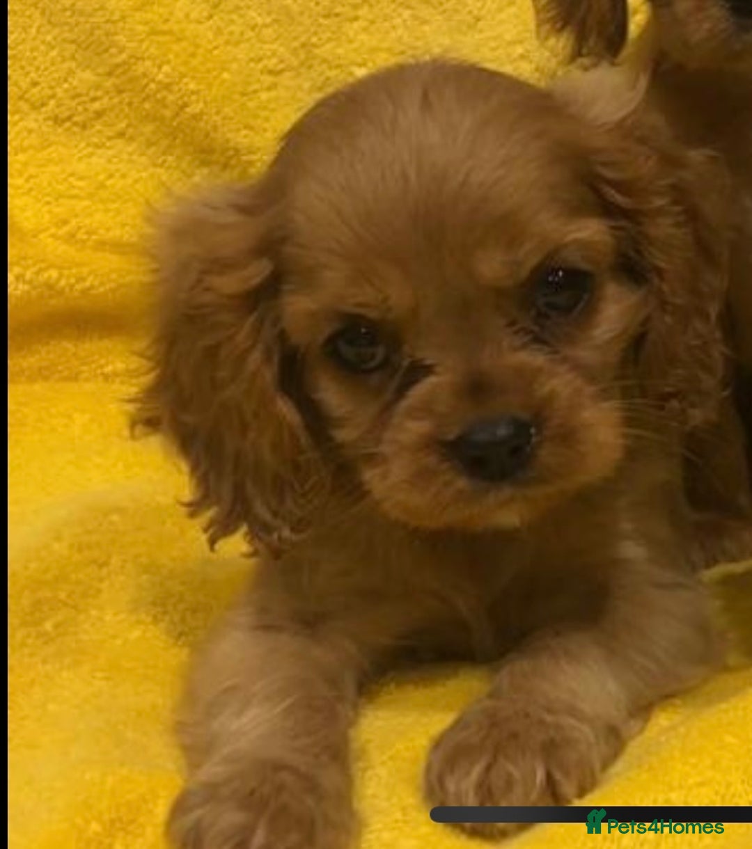 Cavalier King Charles Spaniel dogs for sale: Cavalier King Charles spaniel puppies 3 bitches  - Image 6
