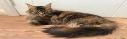 Maine Coon cats for sale: GCCF Health tested Tortie Maine Coon  - Advert 3