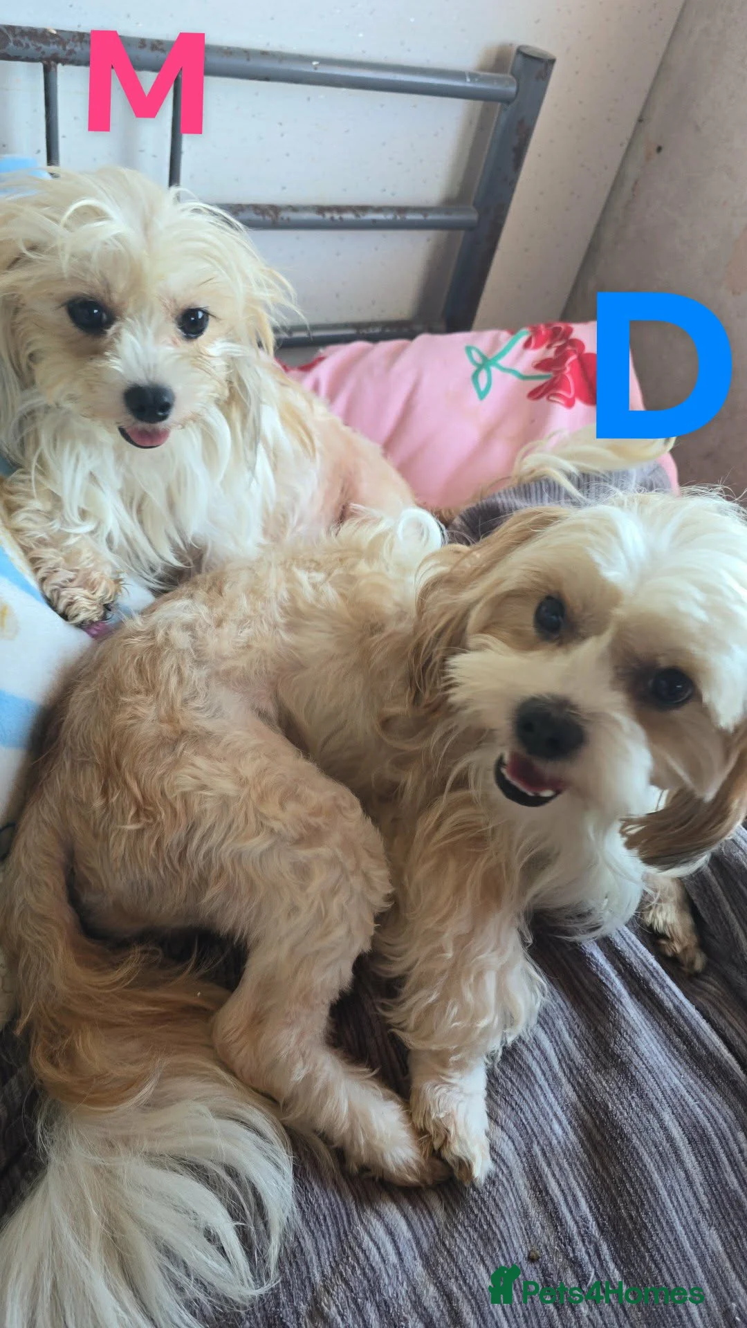 Mixed Breed dogs for sale: Shih tzu x Yorkshire terrier x chihuahua long hair - Advert 13