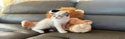 Ragdoll cats for sale: GCCF Ragdoll Kittens in Chichester - Advert 12