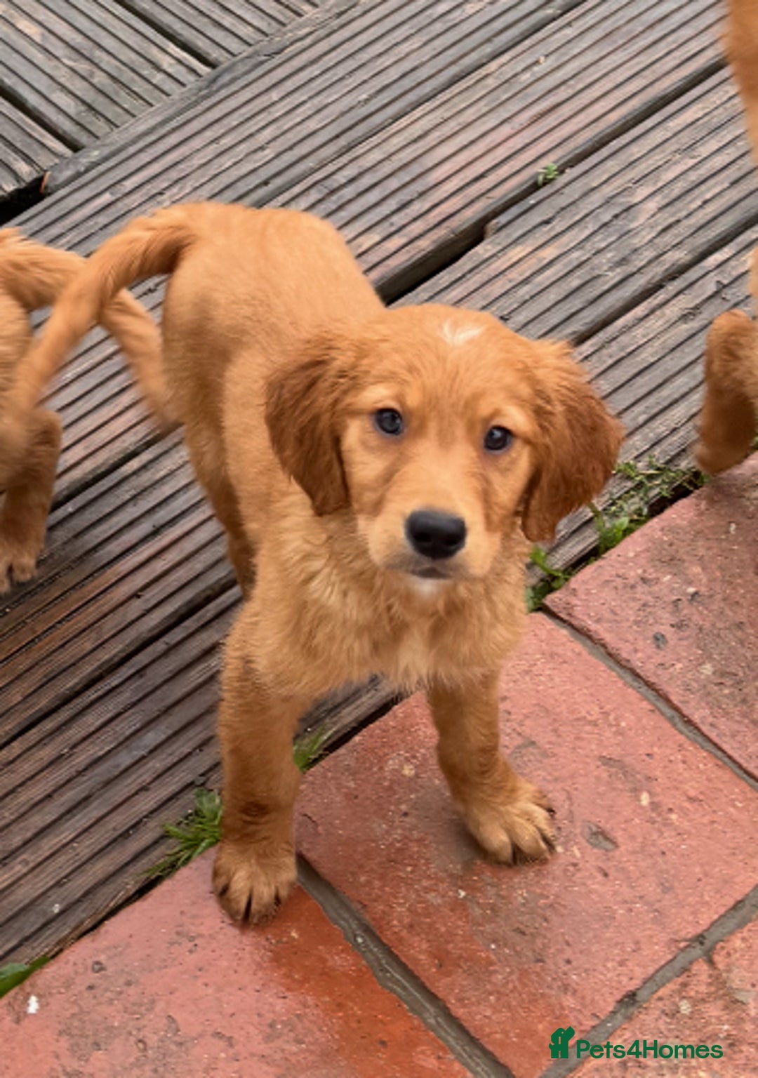 Golden Retriever dogs for sale: Dark fox red KC golden retriever puppies - Image 9