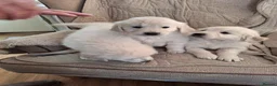 Golden Retriever dogs for sale: Golden Retreiver Puppies  - Advert 10