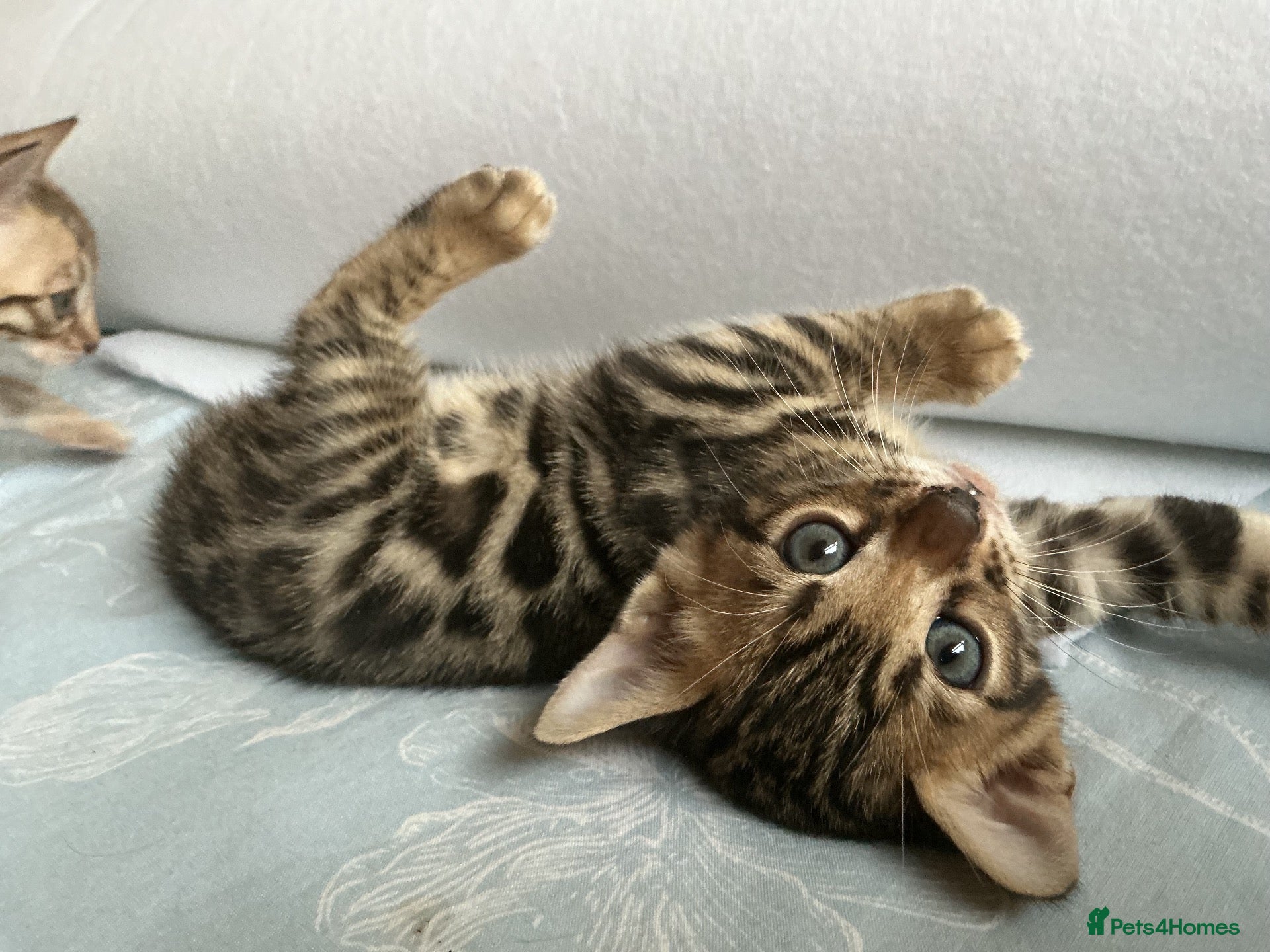 Bengal cats Adorable Bengal kittens pedigree ready to reserve - Advert 2