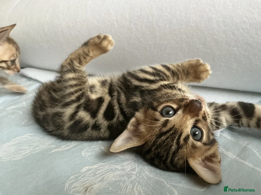 Bengal cats for sale: Adorable Bengal kittens pedigree ready to reserve - Advert 2