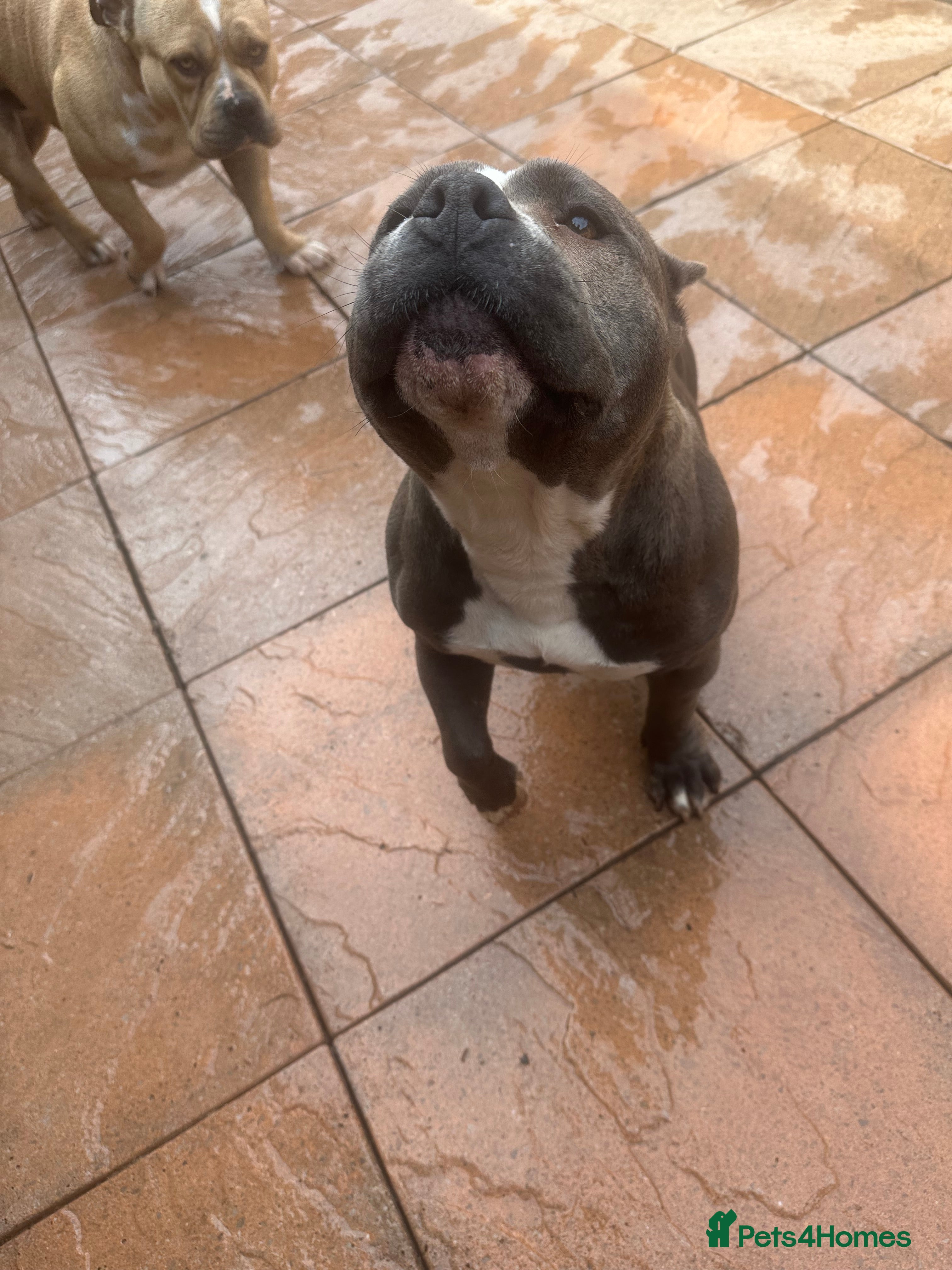 American Bully dogs American bully pocket  - Advert 2