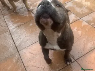 American Bully dogs American bully pocket - Advert 2