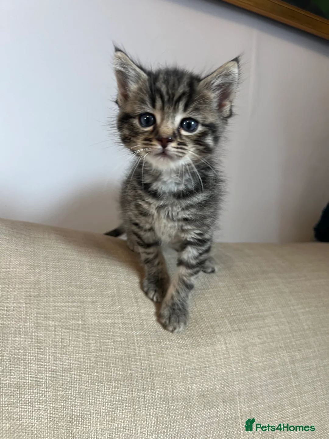 Maine Coon cats for sale: Two Beautiful Male Kittens - Advert 4