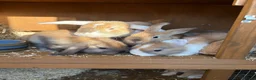 Mini Lop rabbits for sale: Beautiful Mini Lop Baby Rabbits🐇❤️ in Coalville - Advert 37