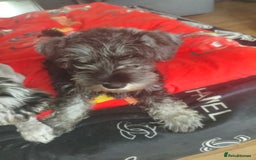 Miniature Schnauzer dogs for sale: Last girl left KC register - Image 21
