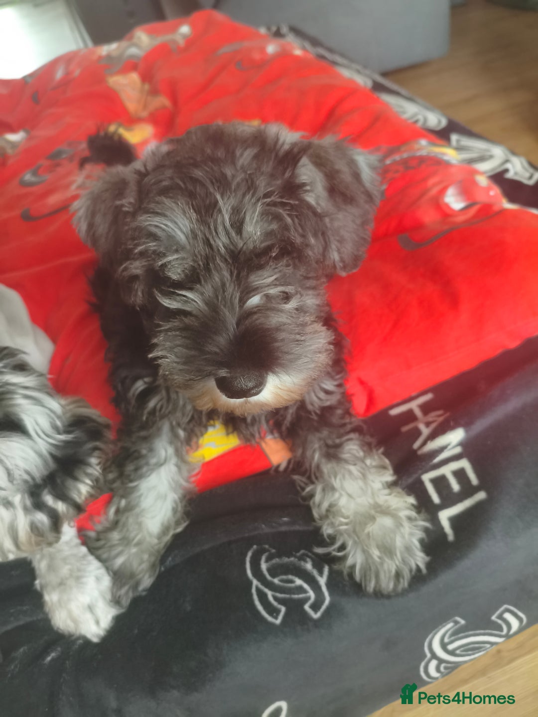 Miniature Schnauzer dogs for sale: Last girl left KC register - Image 21