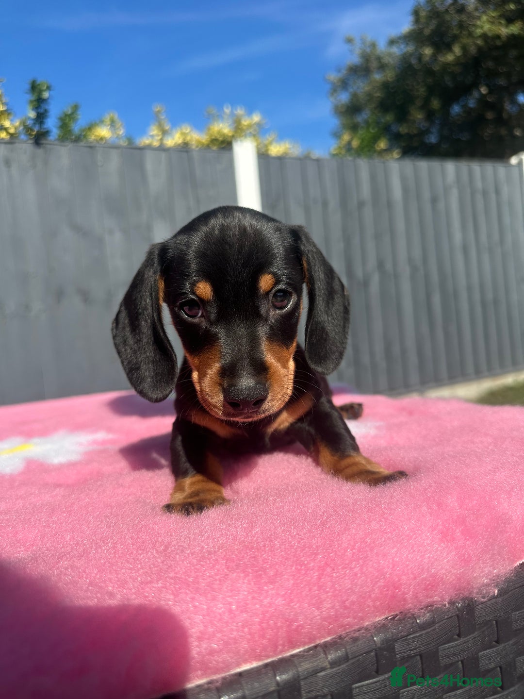 Miniature Dachshund dogs for sale: 4 smooth-hair miniature dachshunds🤎 - Image 6