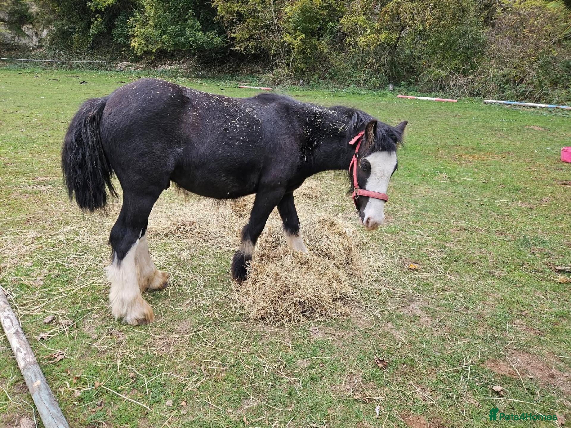 Shetland pony horses Traditional heavy cob colt yearling to make 14hh - Advert 11