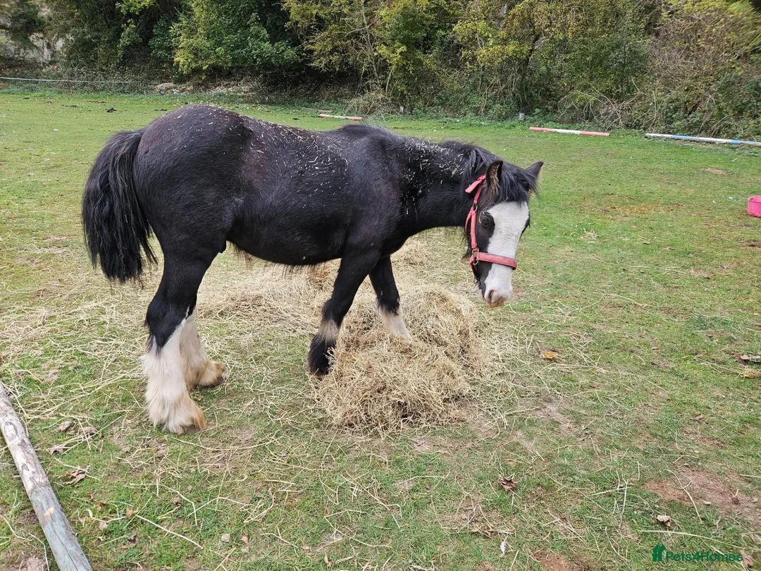 Shetland pony horses for sale: Traditional heavy cob colt yearling to make 14hh - Advert 1