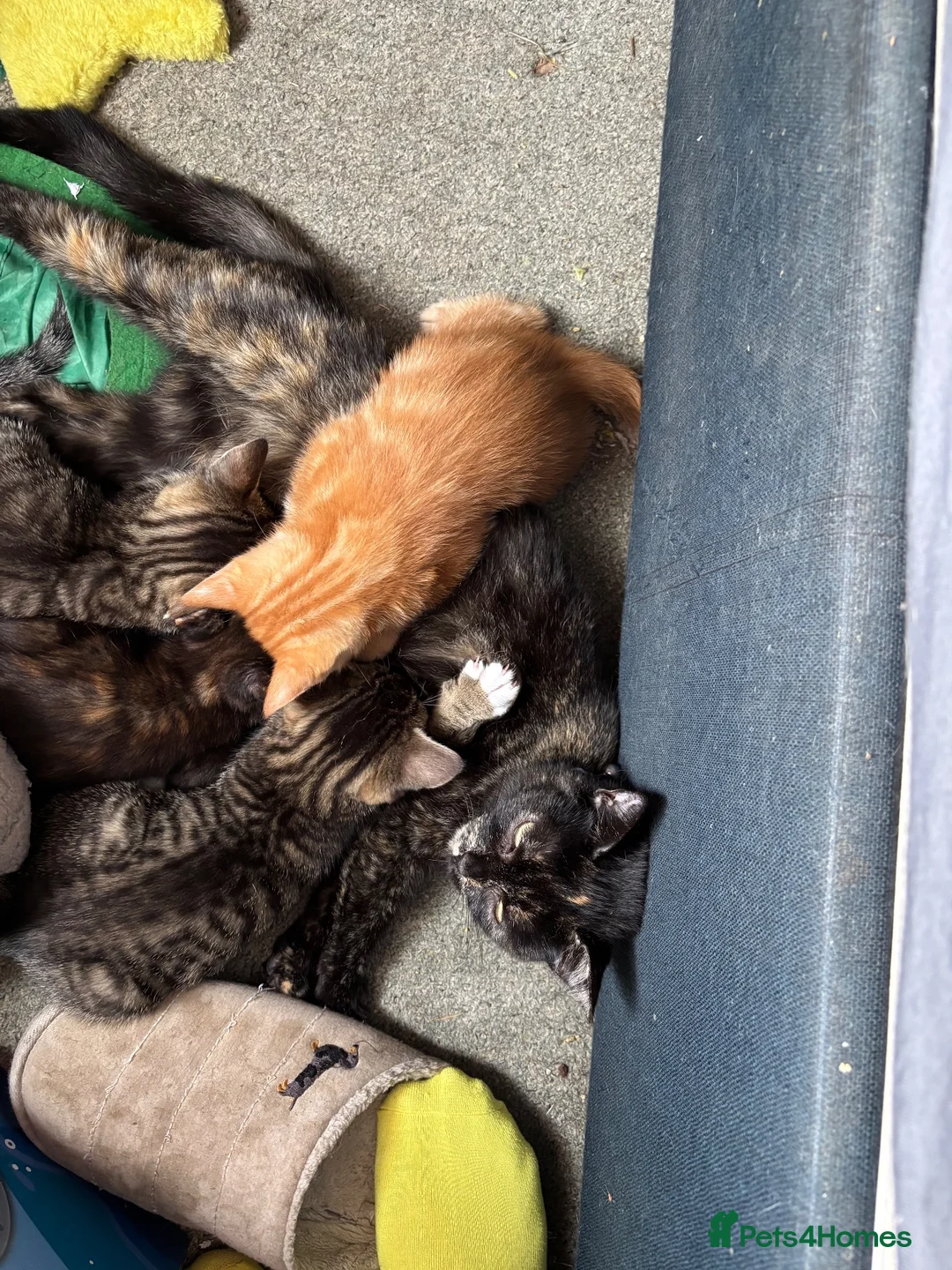 British Shorthair cats for sale: Last Ginger Boy, AVAILABLE NOW!  - Advert 5