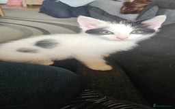 Mixed Breed cats for sale: **READY NOW** Gorgeous Half ragdoll kittens - Image 22