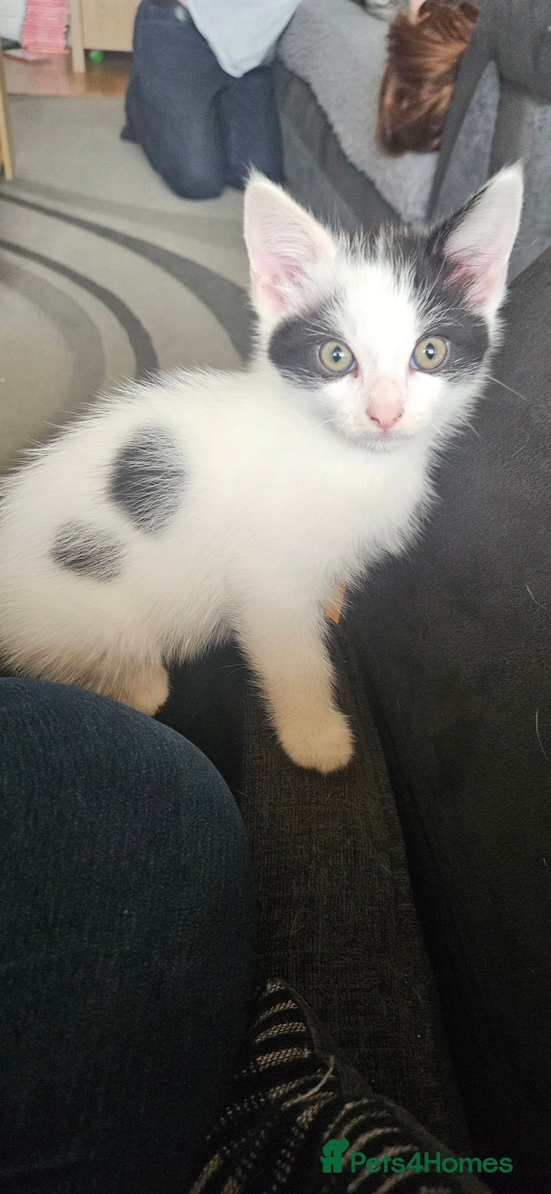 Mixed Breed cats for sale: **READY NOW** Gorgeous Half ragdoll kittens - Image 22