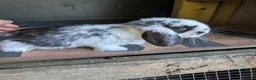 French Lop rabbits for sale: french lop babies in Tunbridge Wells - Advert 4