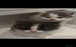Ragdoll cats for sale: Ragdoll x Mancoon kittens  - Image 1