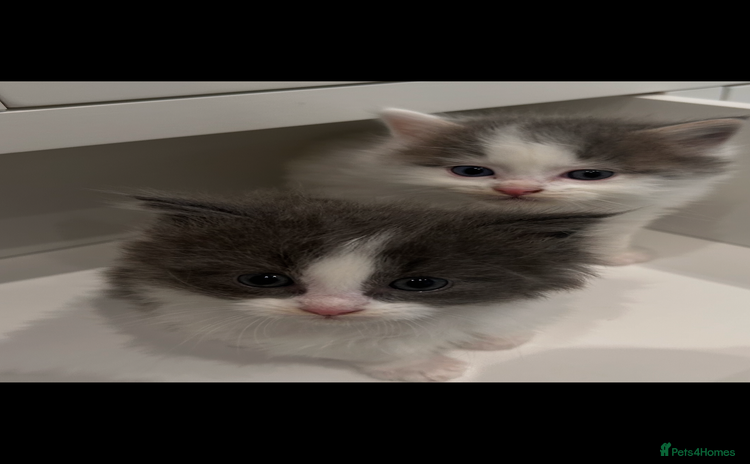 Ragdoll cats - Advert 4