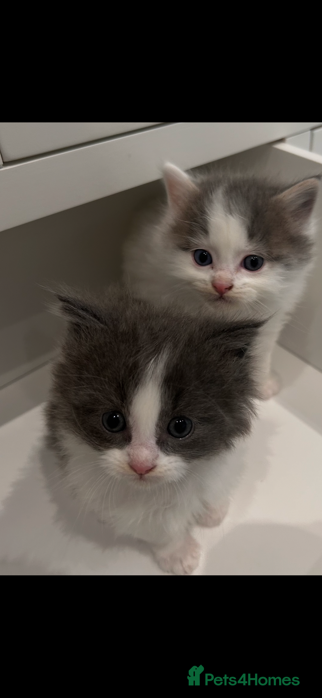 Ragdoll cats for sale: Ragdoll x Mancoon kittens  - Image 1