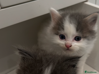 Ragdoll cats - Advert 29