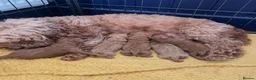 Cavapoo dogs for sale: Beautiful Cavapoo Puppies  - Advert 11