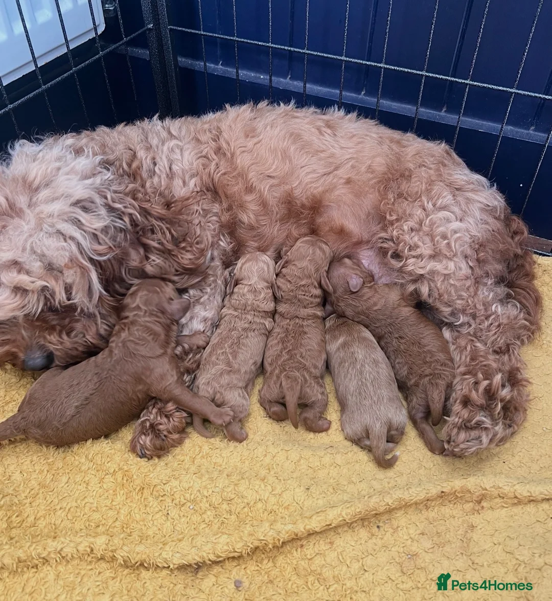 Cavapoo dogs for sale: Beautiful Cavapoo Puppies  - Advert 11