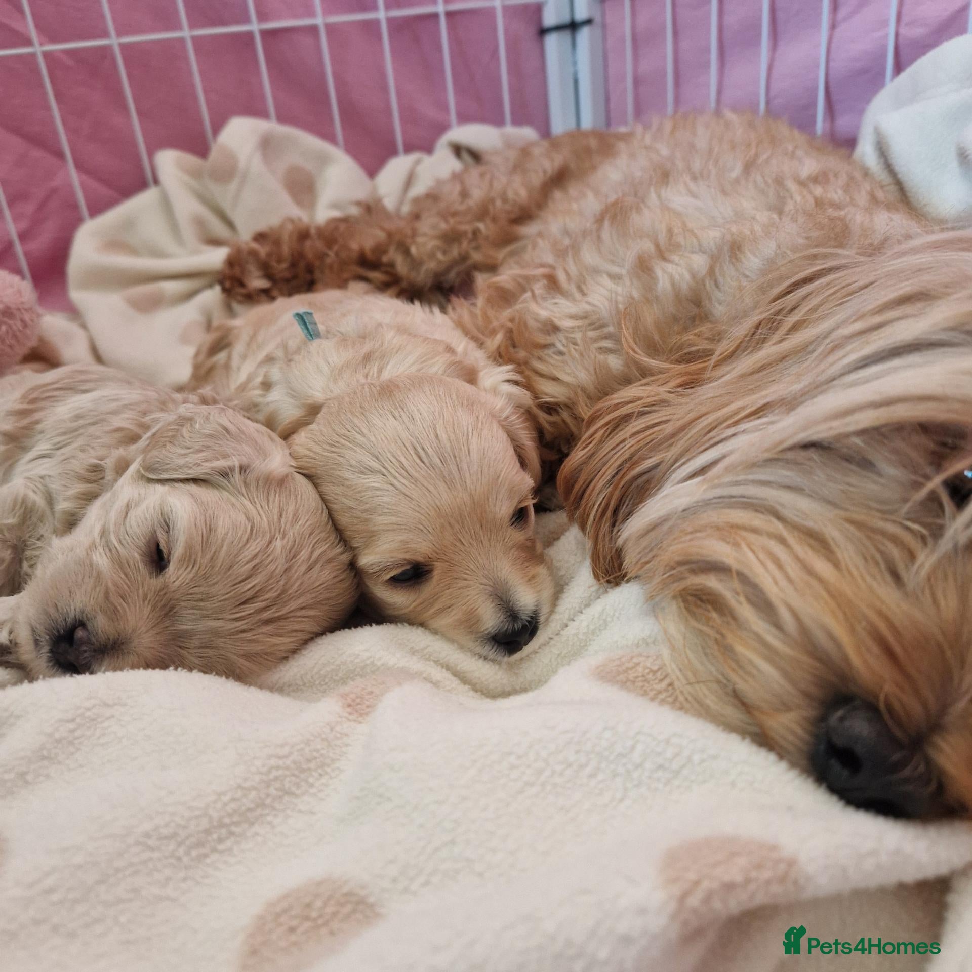 Maltipoo dogs for sale: Our beautiful Maltipoo puppy still available - Advert 8