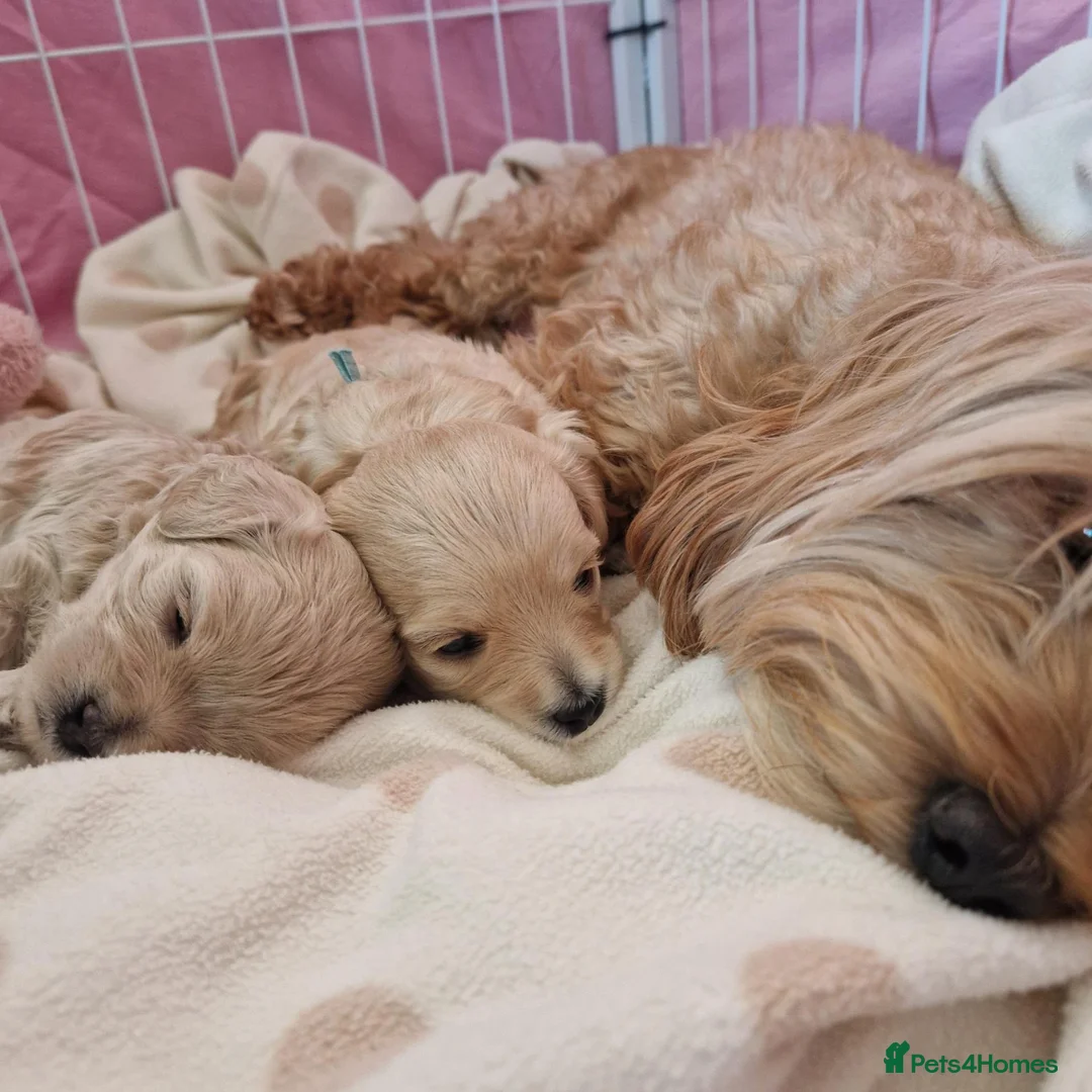 Maltipoo dogs for sale: Our beautiful Maltipoo puppy still available - Advert 1